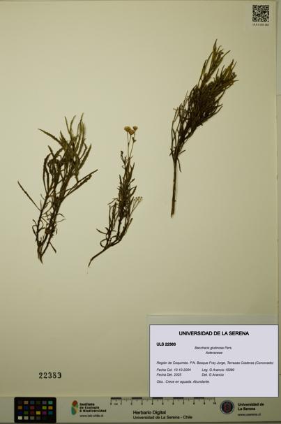 Baccharis glutinosa [Espécimen: ULS:ULS:0022383]