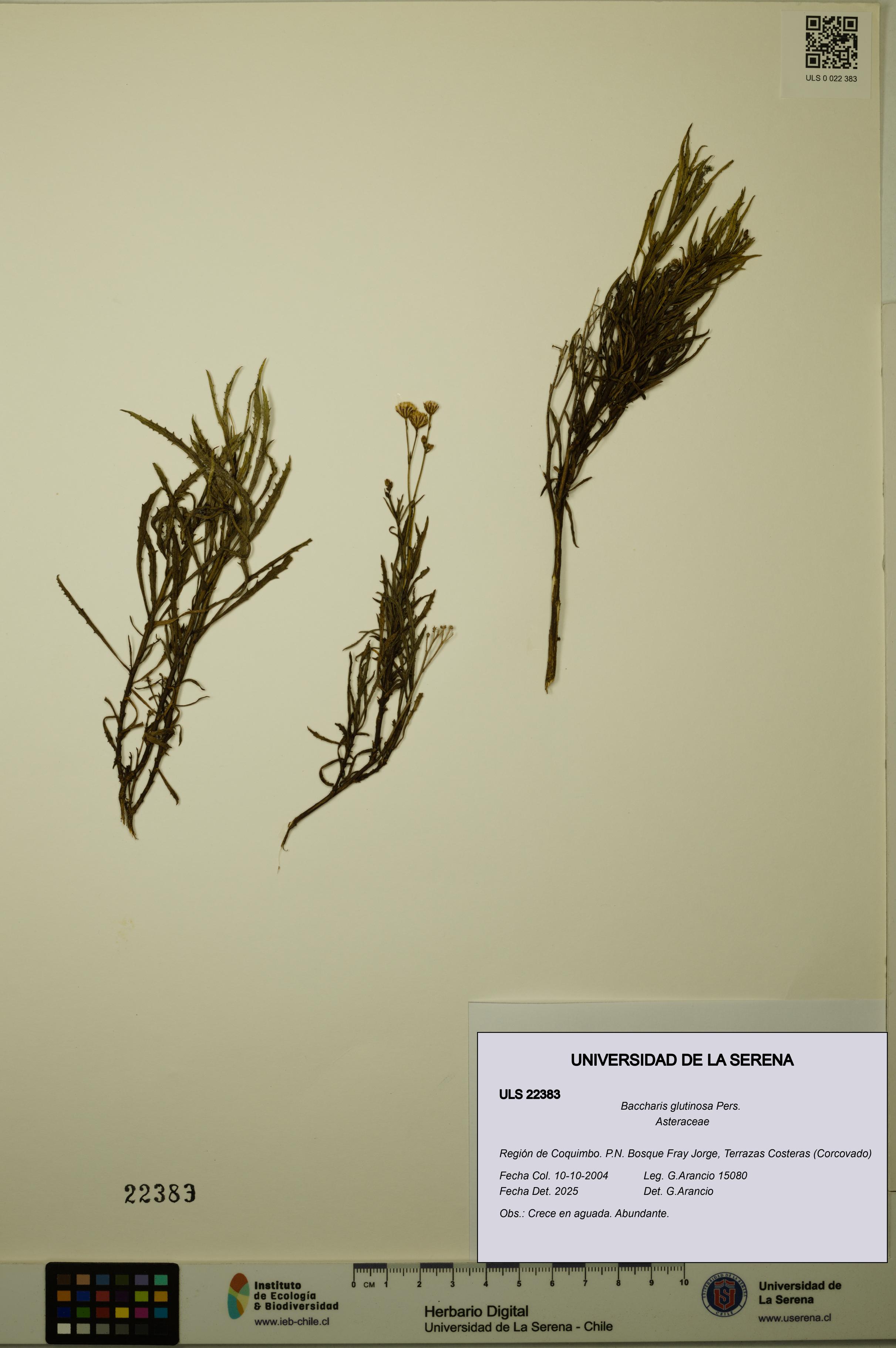 Baccharis glutinosa [Espécimen: ULS:ULS:0022383]