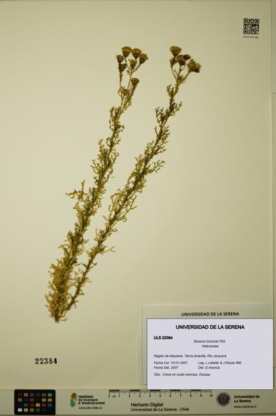 Senecio troncosii [Espécimen: ULS:ULS:0022384]