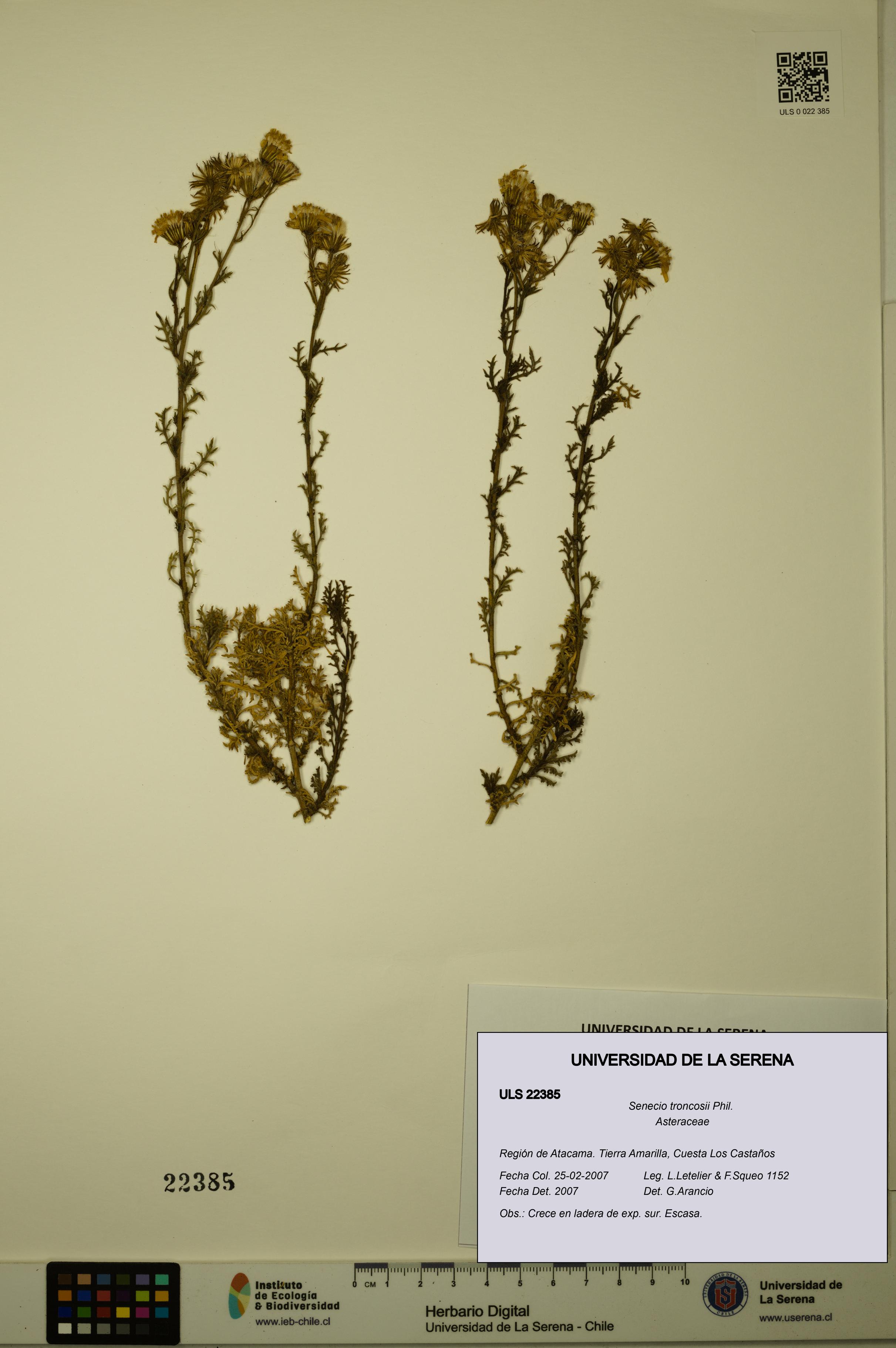 Senecio troncosii [Espécimen: ULS:ULS:0022385]