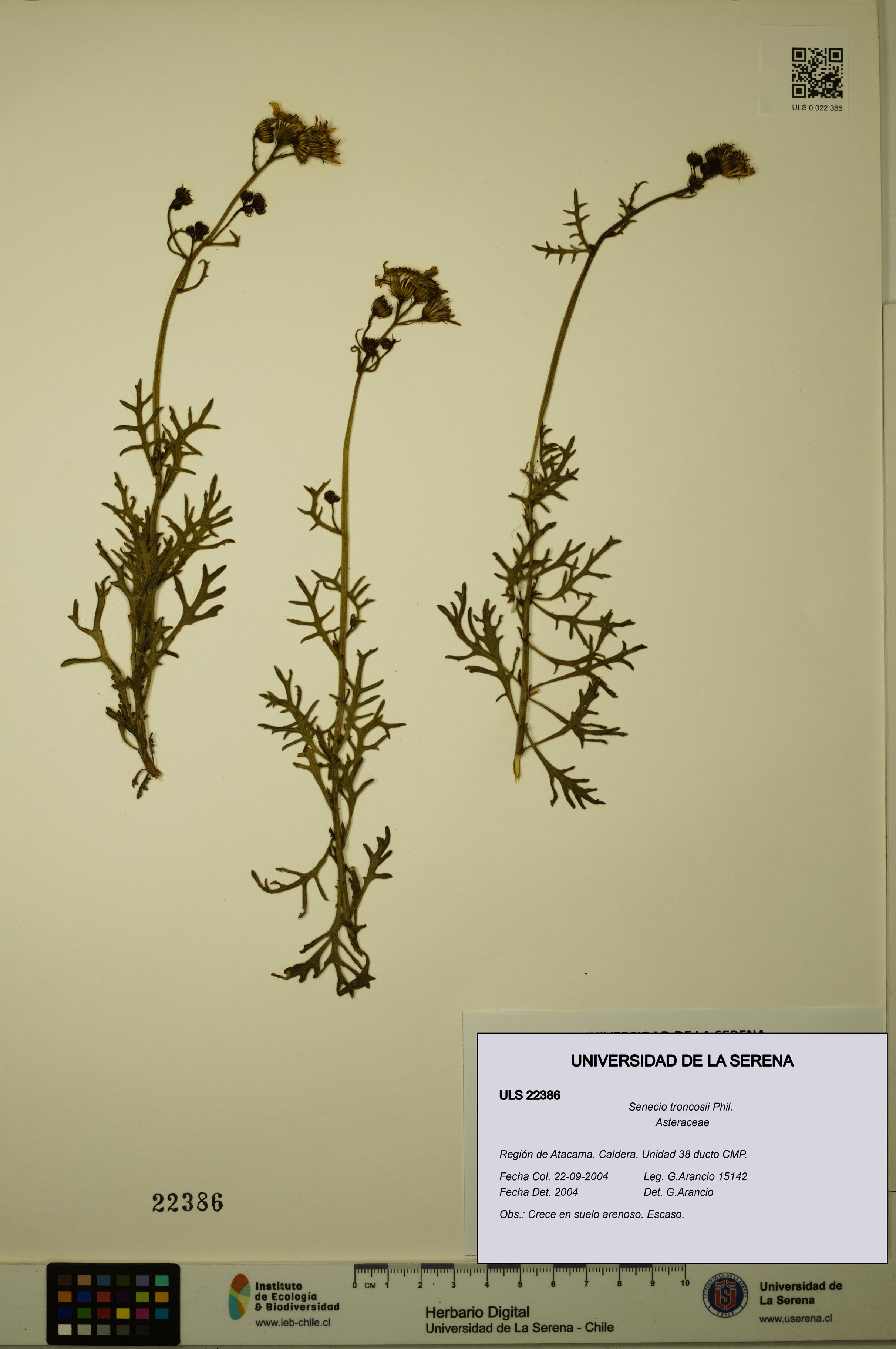 Senecio troncosii [Espécimen: ULS:ULS:0022386]