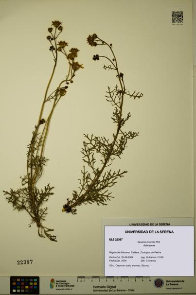 Senecio troncosii [Espécimen: ULS:ULS:0022387]