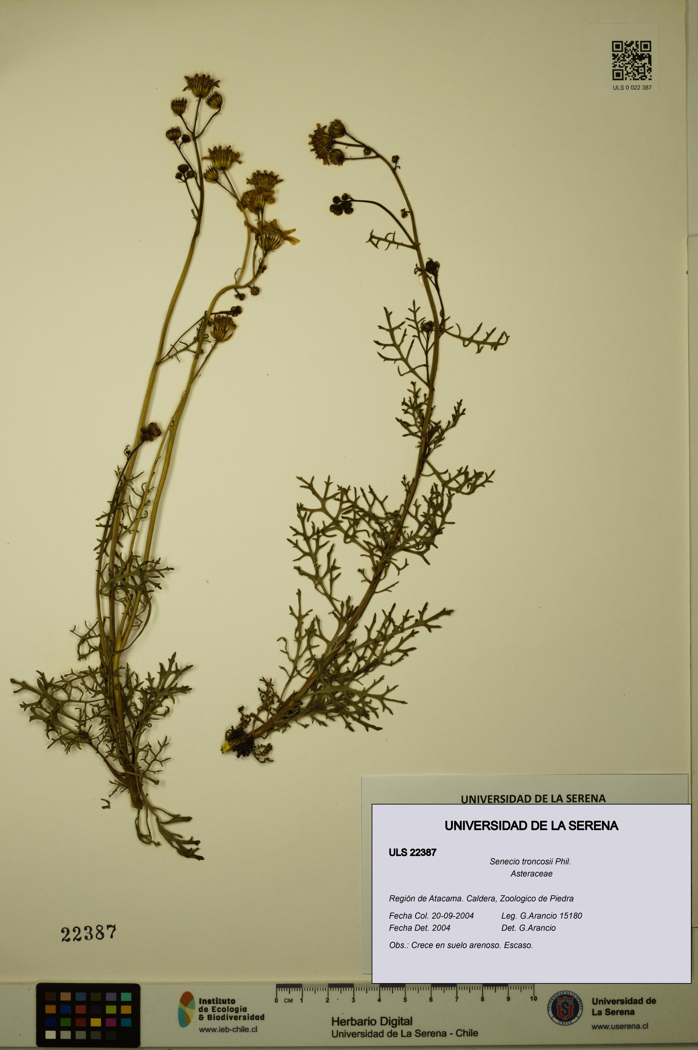 Senecio troncosii [Espécimen: ULS:ULS:0022387]