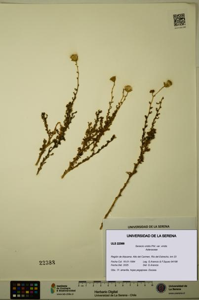 Senecio viridis var. viridis [Espécimen: ULS:ULS:0022388]