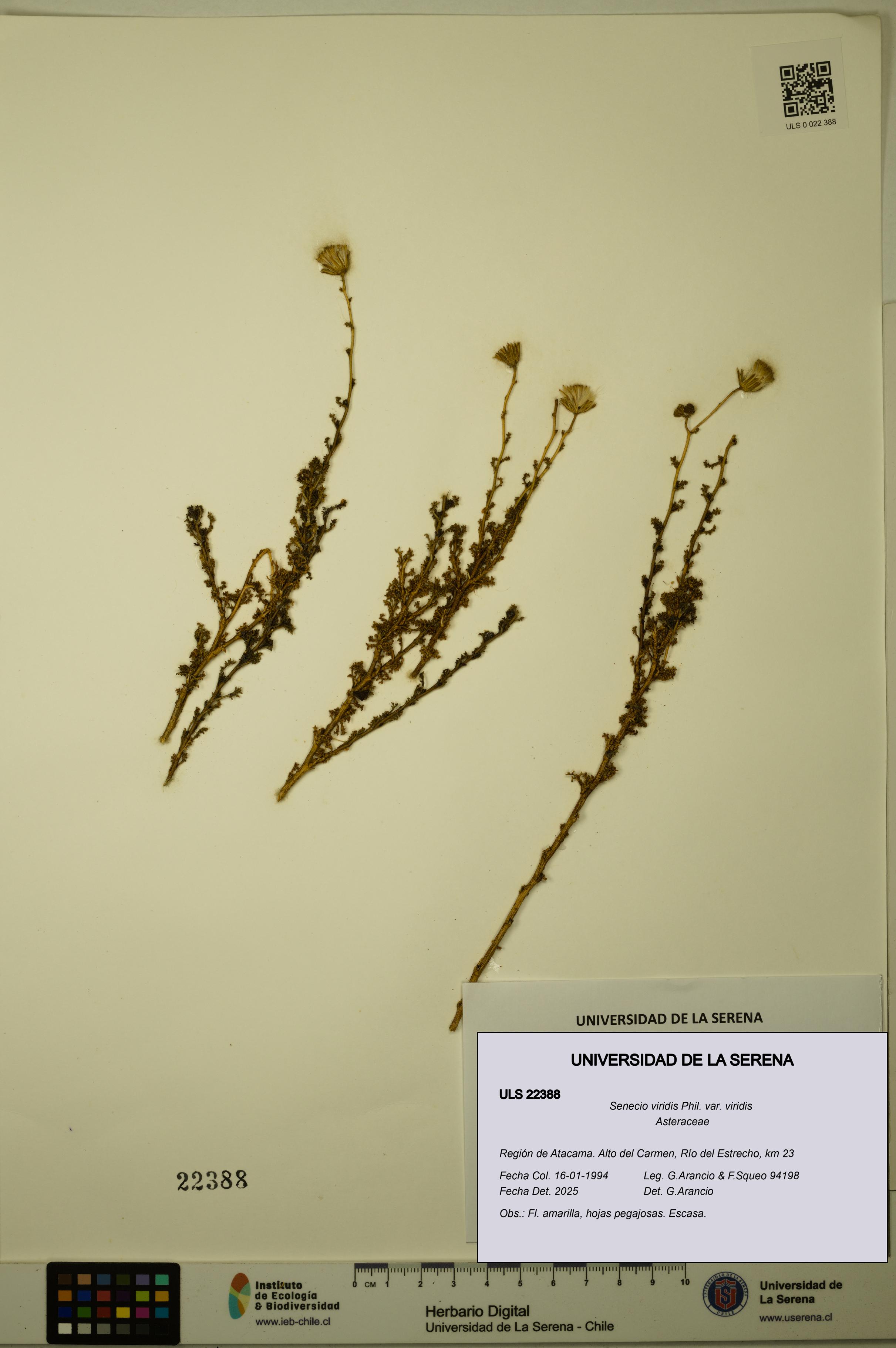 Senecio viridis var. viridis [Espécimen: ULS:ULS:0022388]