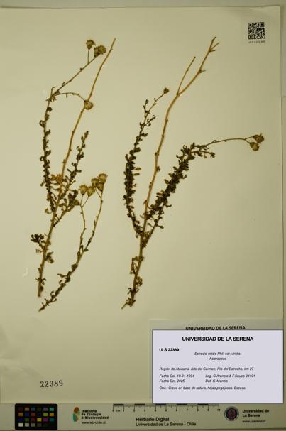 Senecio viridis var. viridis [Espécimen: ULS:ULS:0022389]
