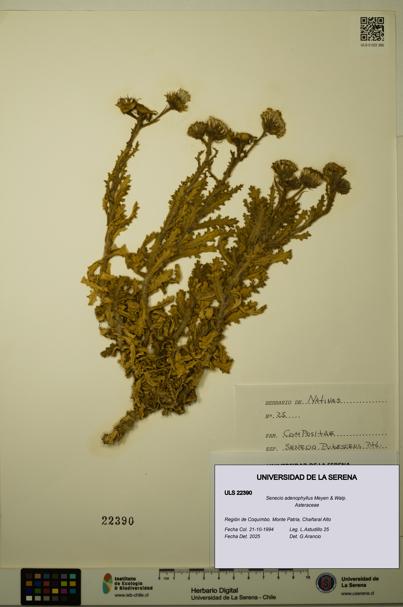 Senecio adenophyllus [Espécimen: ULS:ULS:0022390]