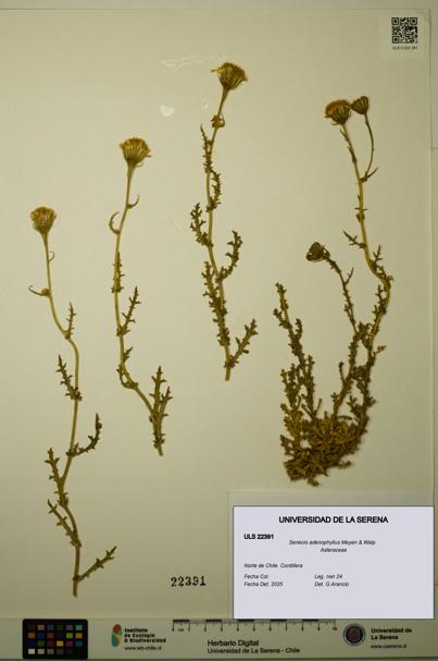Senecio adenophyllus [Espécimen: ULS:ULS:0022391]