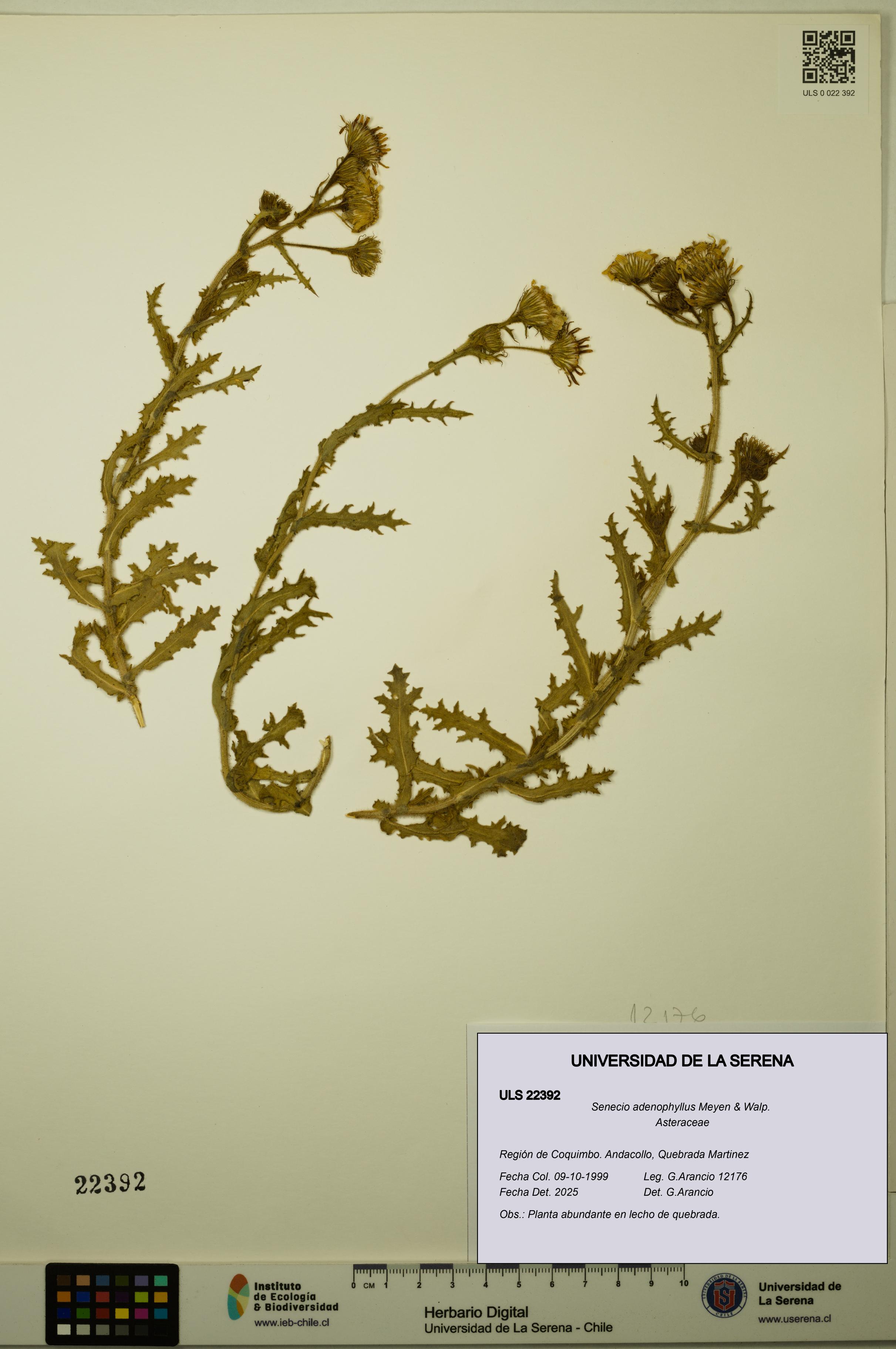 Senecio adenophyllus [Espécimen: ULS:ULS:0022392]