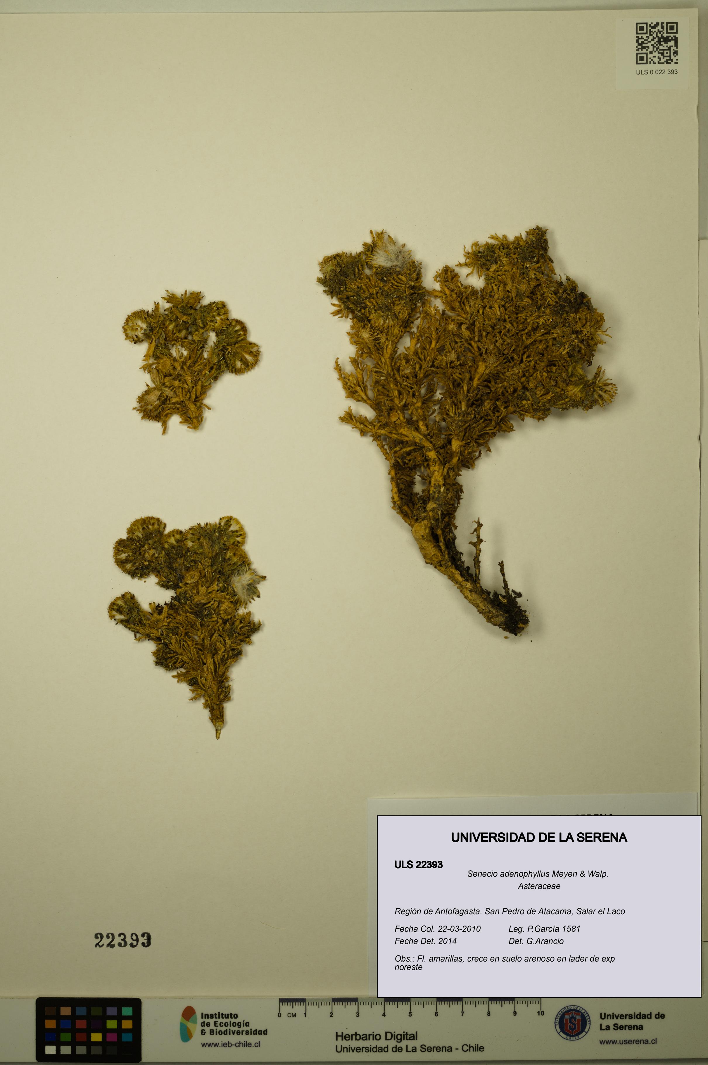 Senecio adenophyllus [Espécimen: ULS:ULS:0022393]