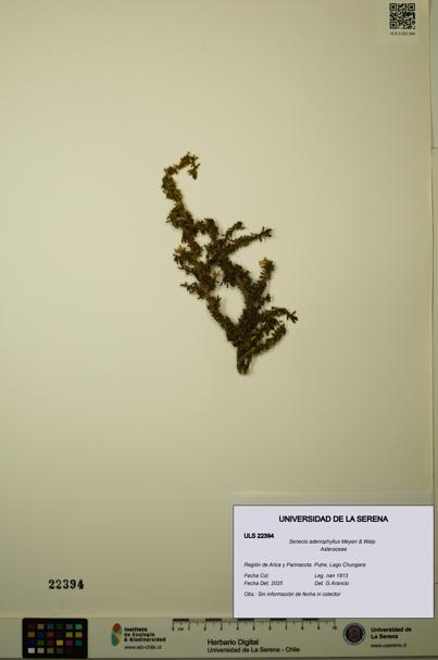Senecio adenophyllus [Espécimen: ULS:ULS:0022394]