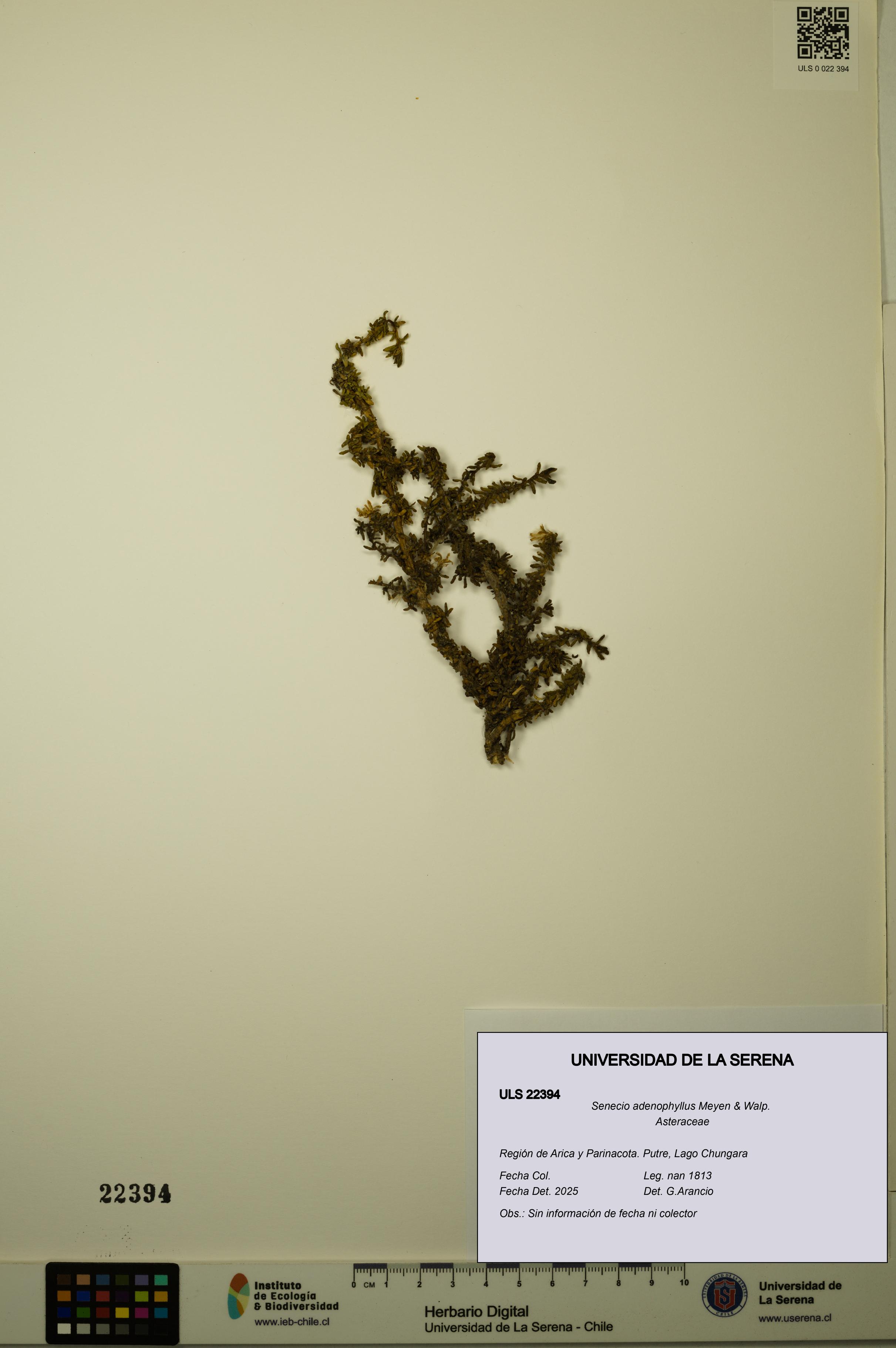 Senecio adenophyllus [Espécimen: ULS:ULS:0022394]