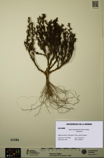 Senecio adenophyllus [Espécimen: ULS:ULS:0022395]