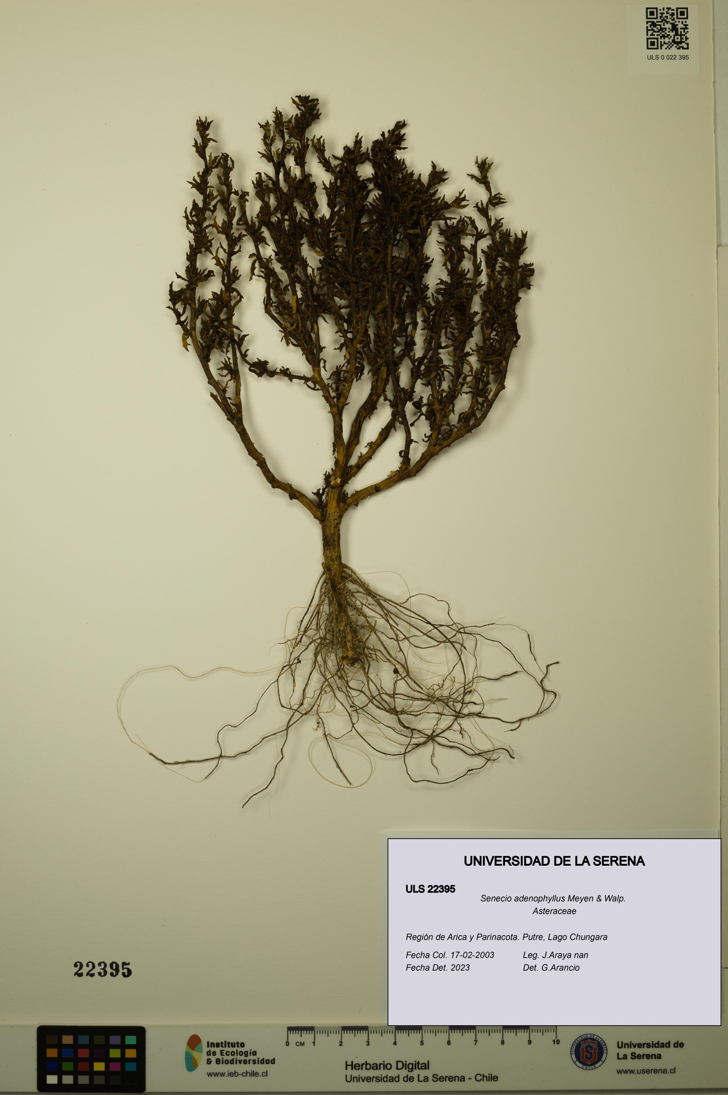 Senecio adenophyllus [Espécimen: ULS:ULS:0022395]