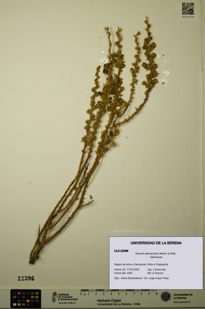 Senecio adenophyllus [Espécimen: ULS:ULS:0022396]