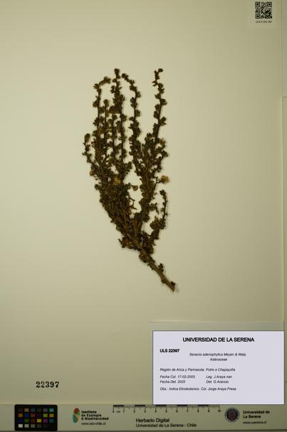 Senecio adenophyllus [Espécimen: ULS:ULS:0022397]