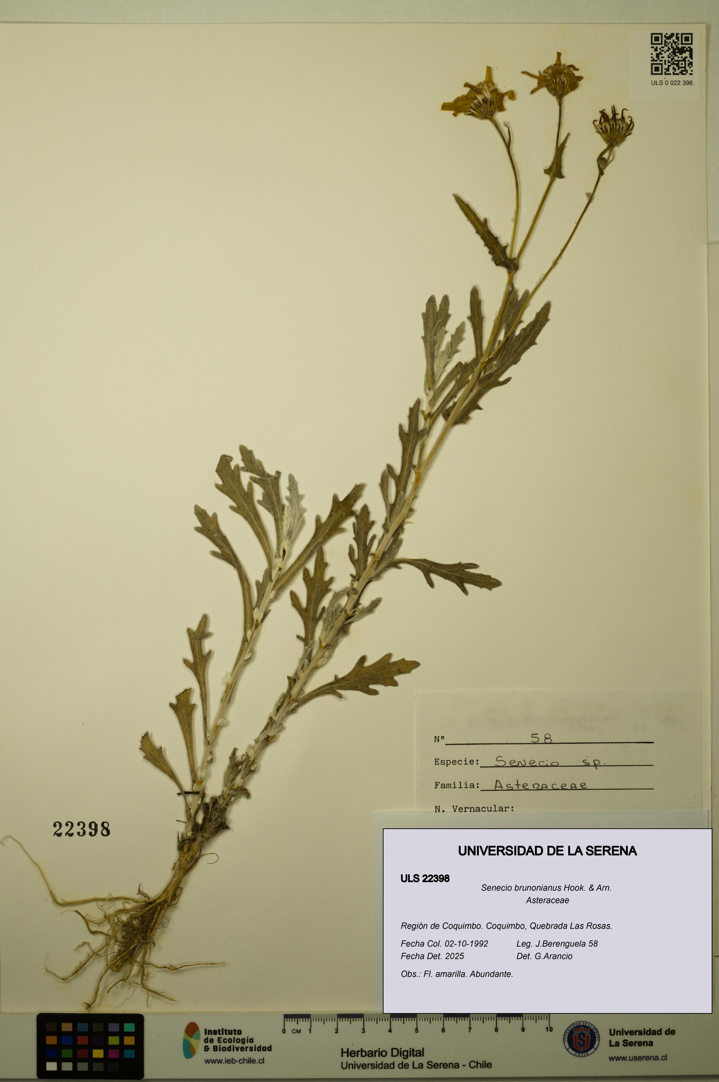 Senecio brunonianus [Espécimen: ULS:ULS:0022398]