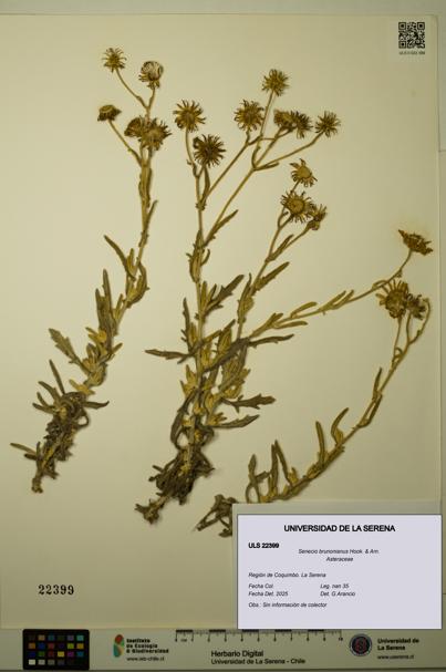 Senecio brunonianus [Espécimen: ULS:ULS:0022399]