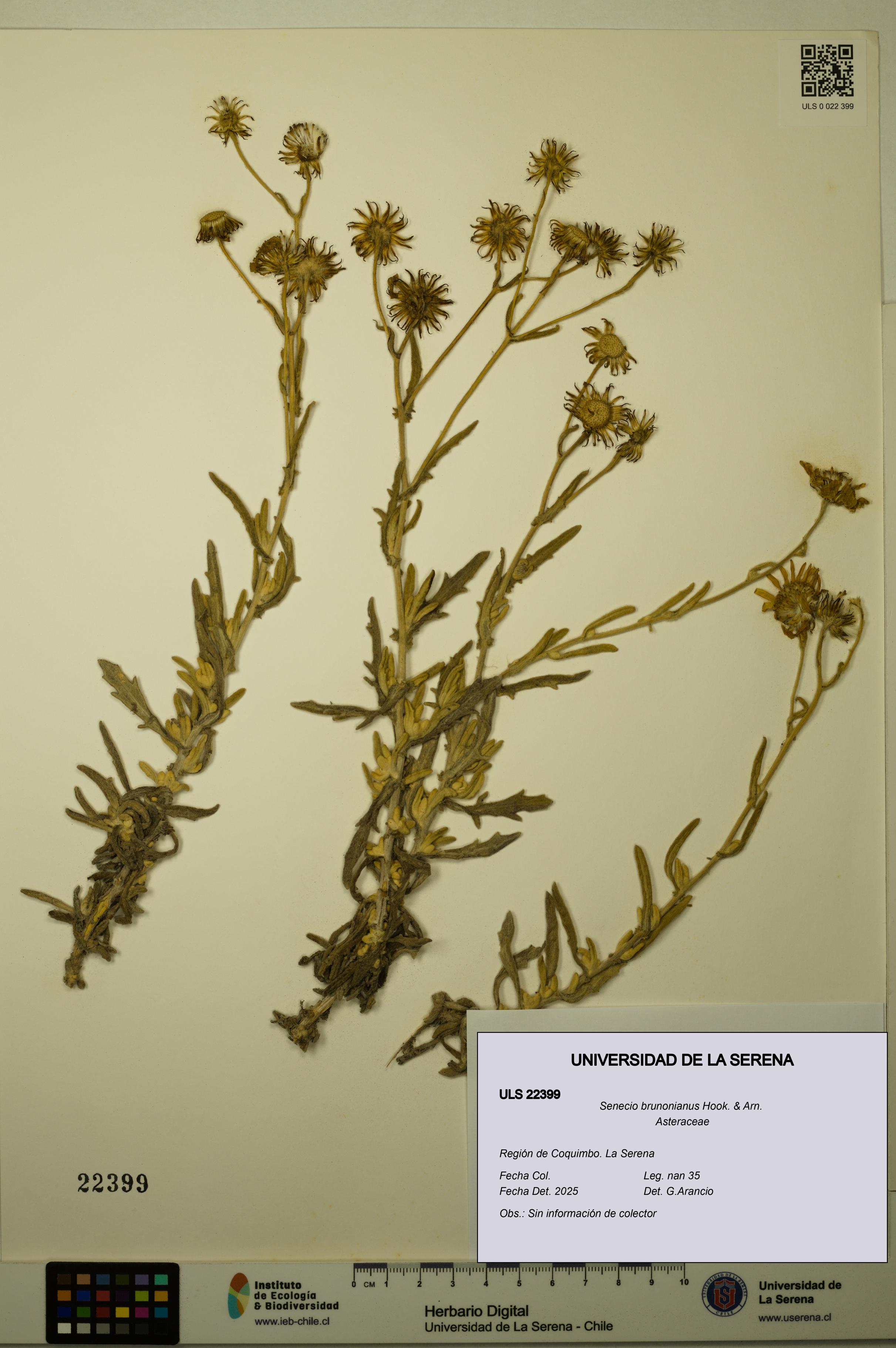 Senecio brunonianus [Espécimen: ULS:ULS:0022399]