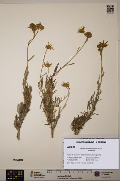 Senecio brunonianus [Espécimen: ULS:ULS:0022400]
