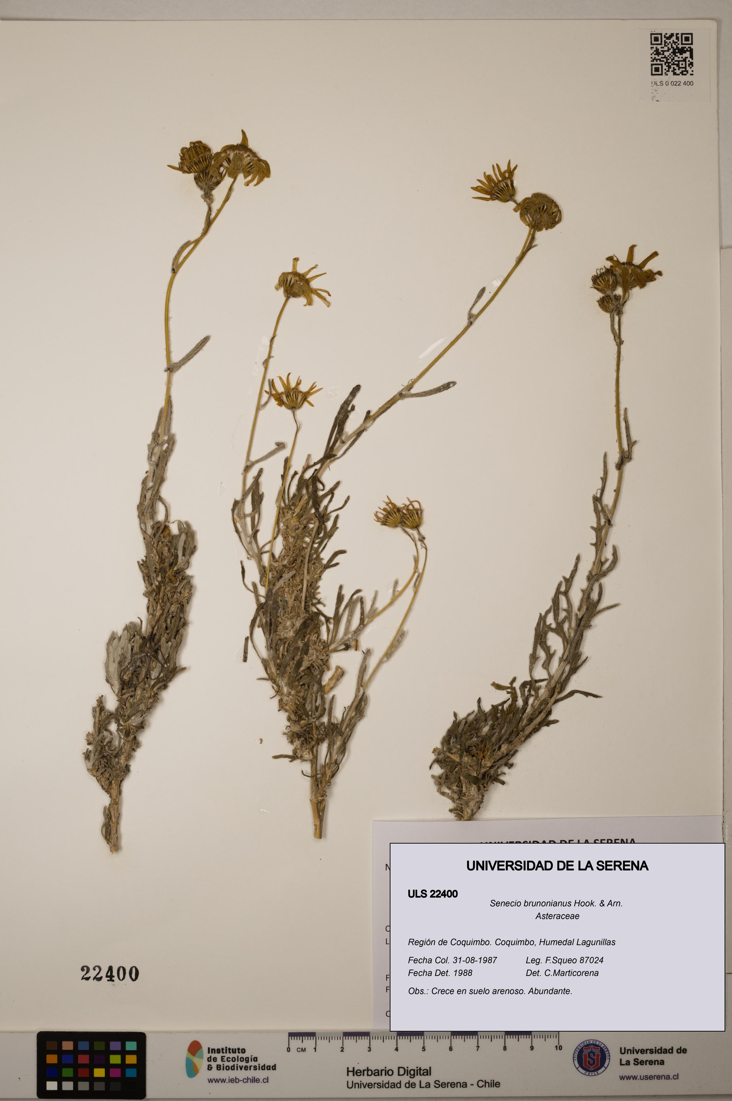 Senecio brunonianus [Espécimen: ULS:ULS:0022400]
