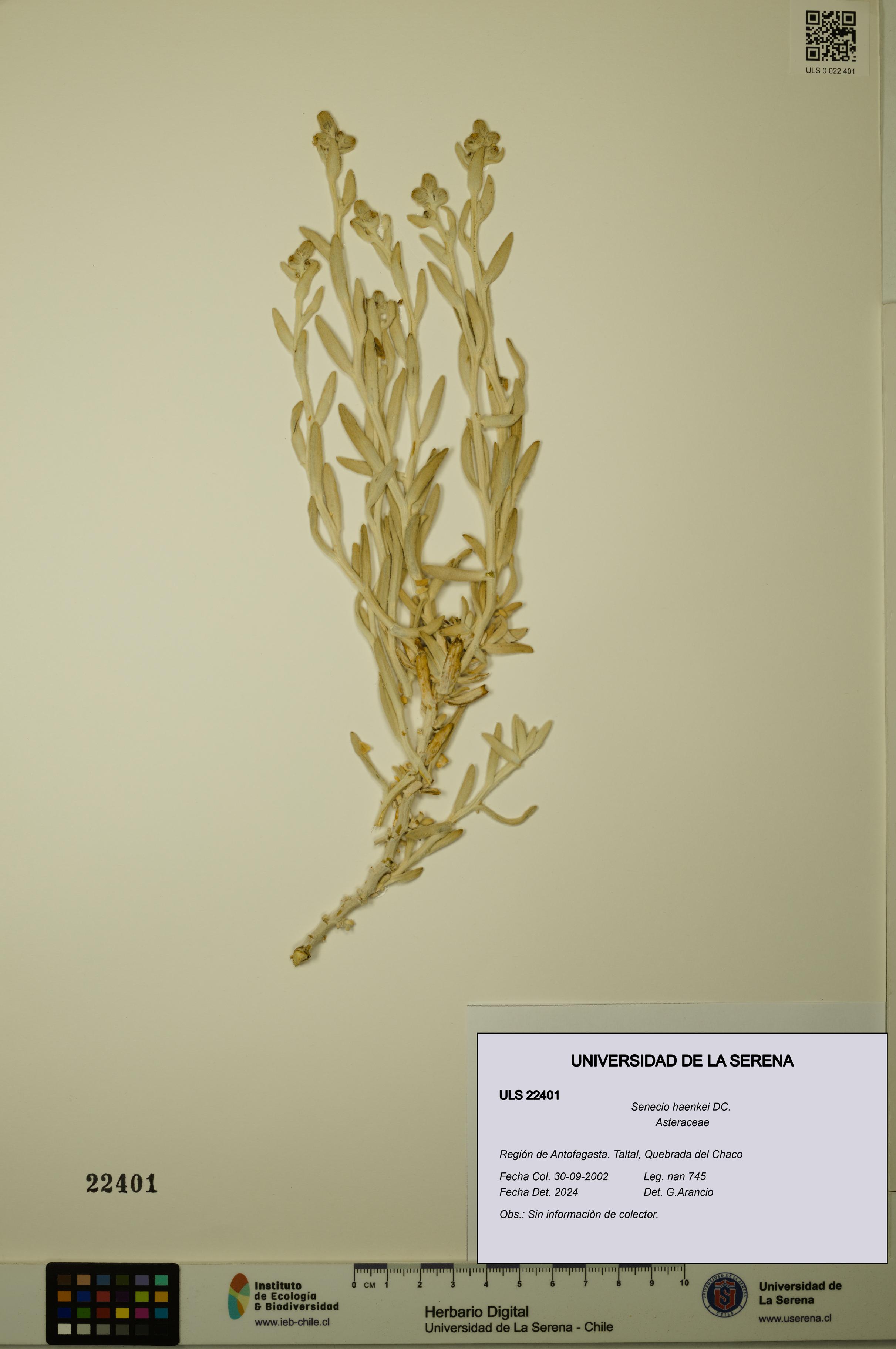 Senecio haenkei [Espécimen: ULS:ULS:0022401]