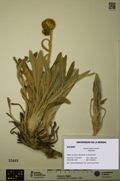 Senecio keshua [Espécimen: ULS:ULS:0022403]