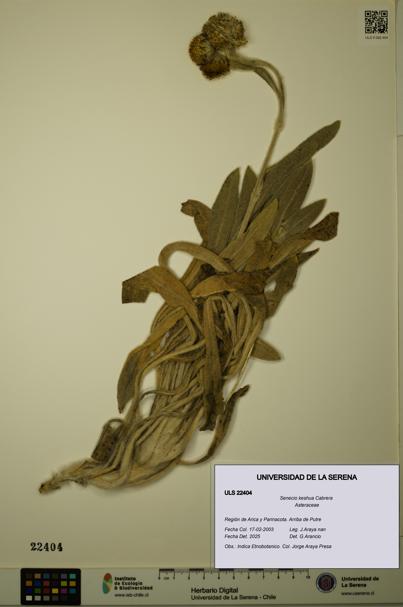Senecio keshua [Espécimen: ULS:ULS:0022404]