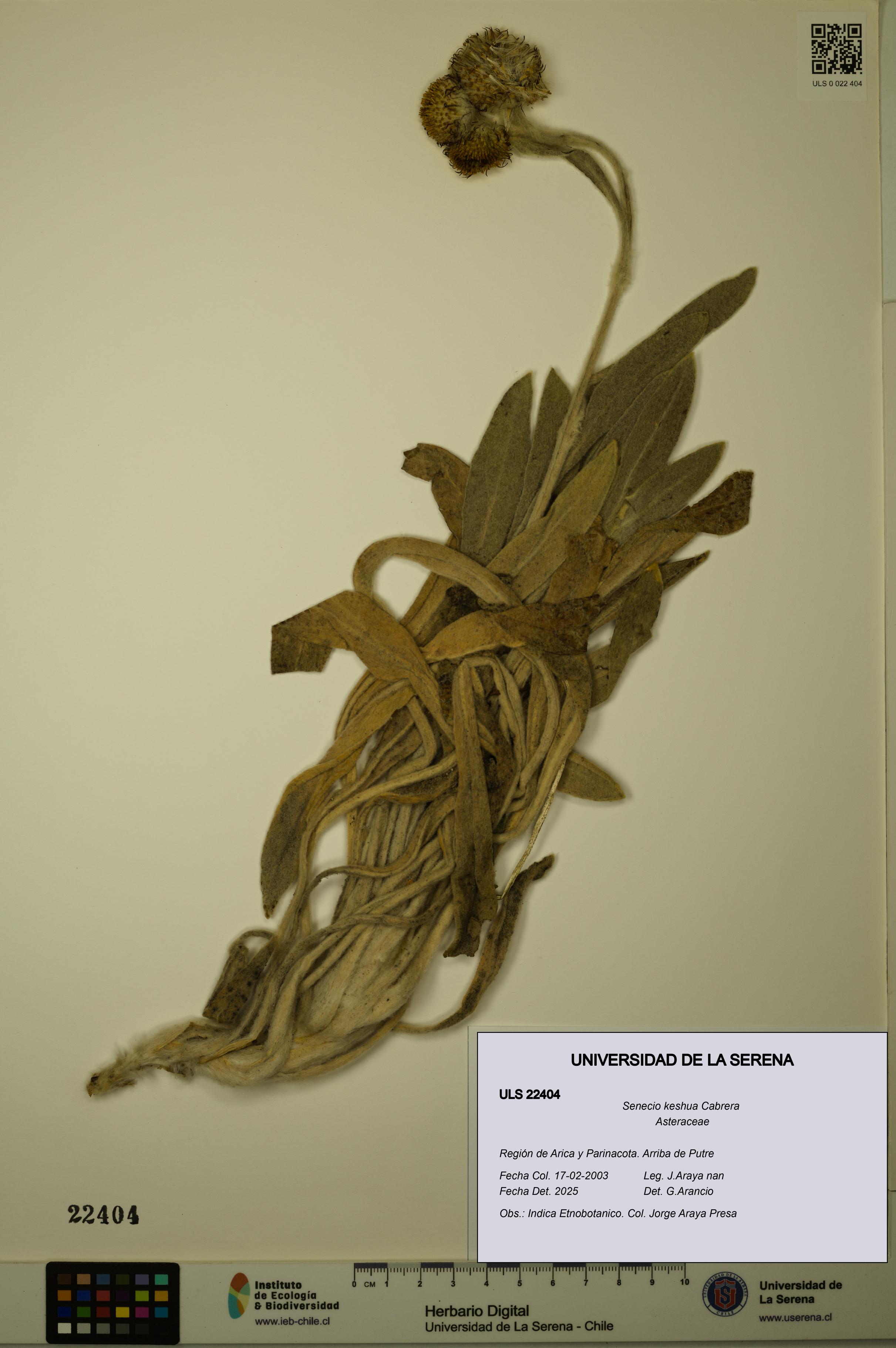 Senecio keshua [Espécimen: ULS:ULS:0022404]
