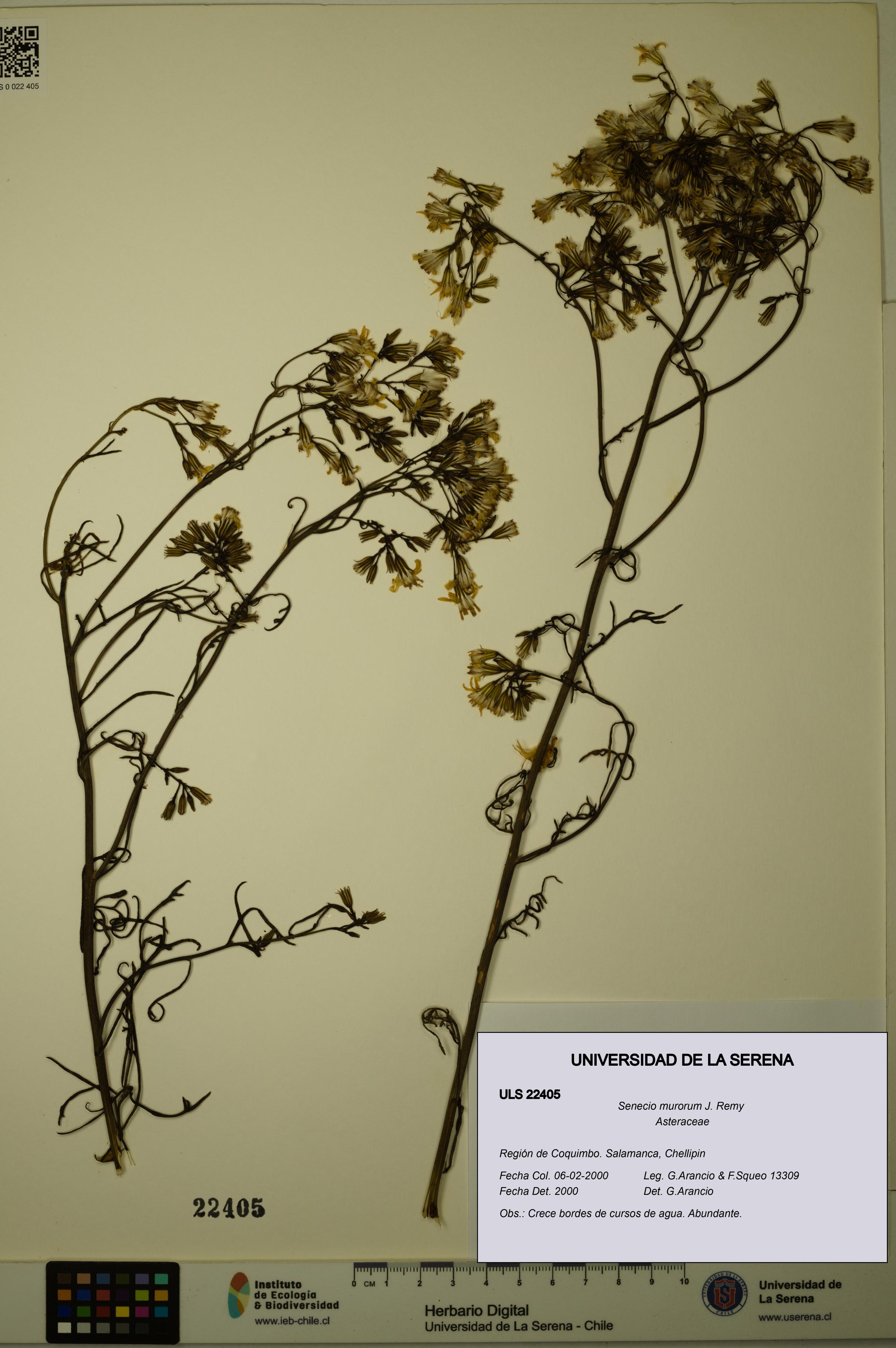 Senecio murorum [Espécimen: ULS:ULS:0022405]