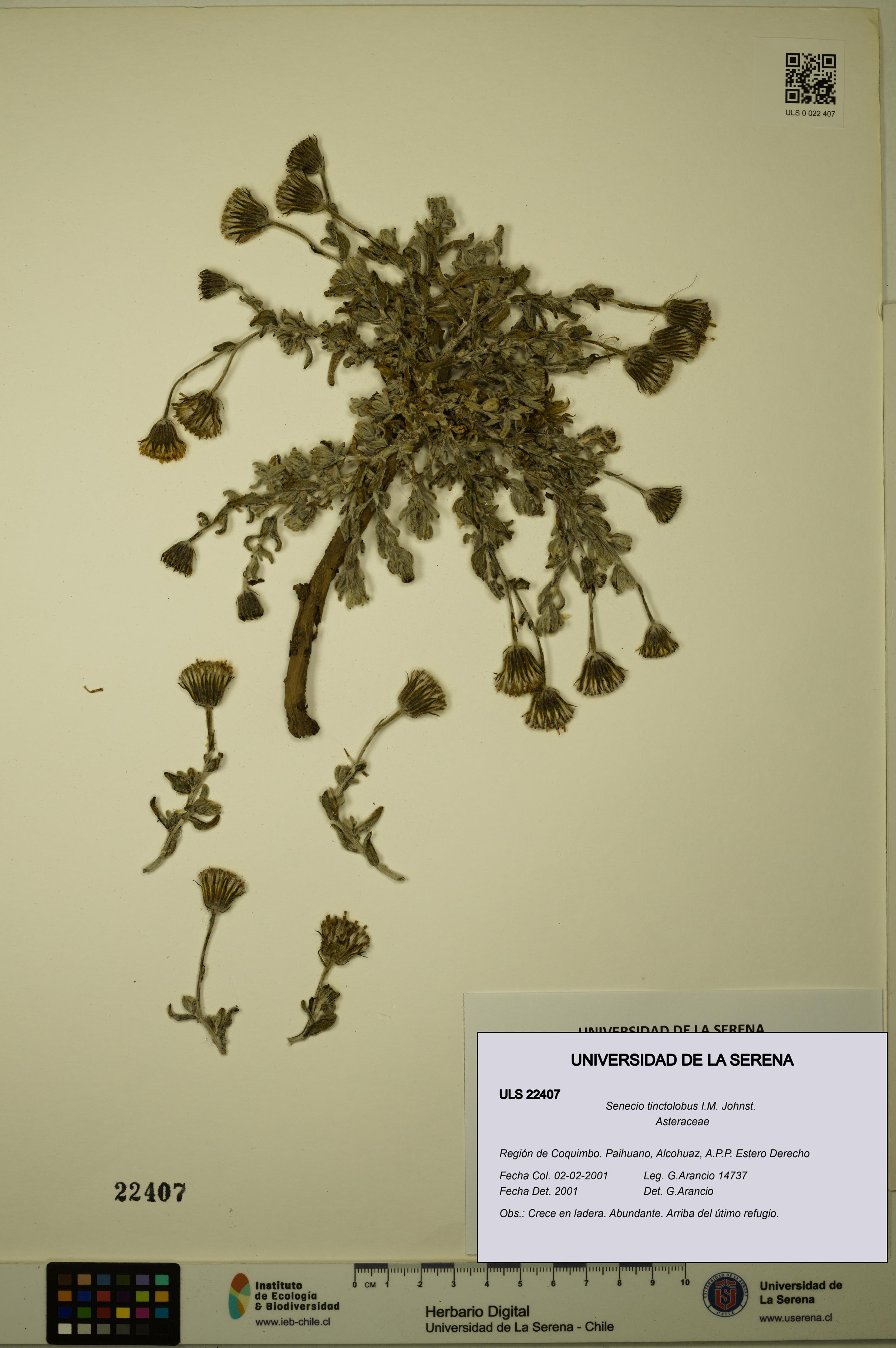 Senecio tinctolobus [Espécimen: ULS:ULS:0022407]