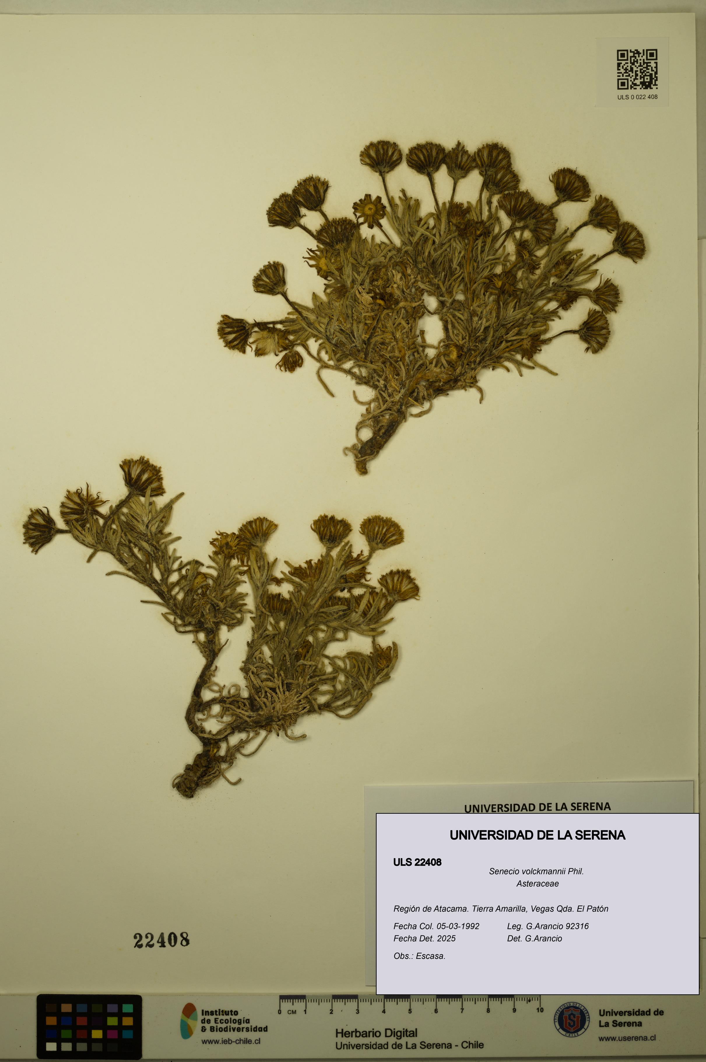 Senecio volckmannii [Espécimen: ULS:ULS:0022408]