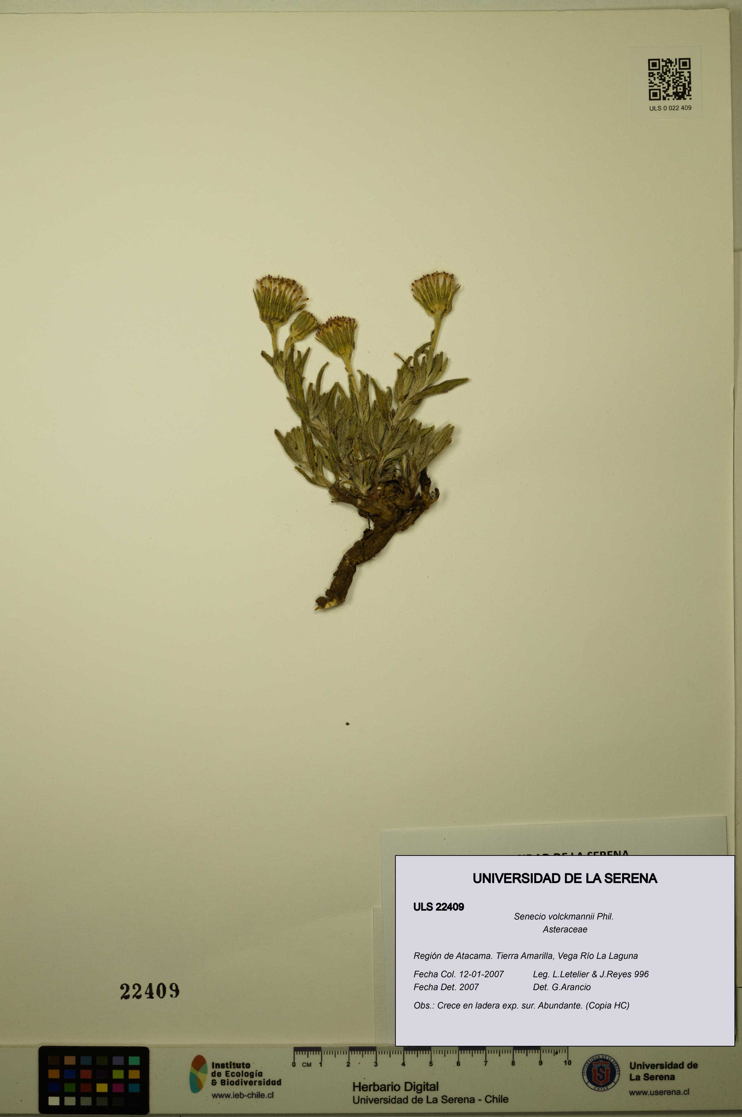 Senecio volckmannii [Espécimen: ULS:ULS:0022409]