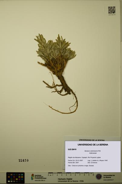 Senecio volckmannii [Espécimen: ULS:ULS:0022410]