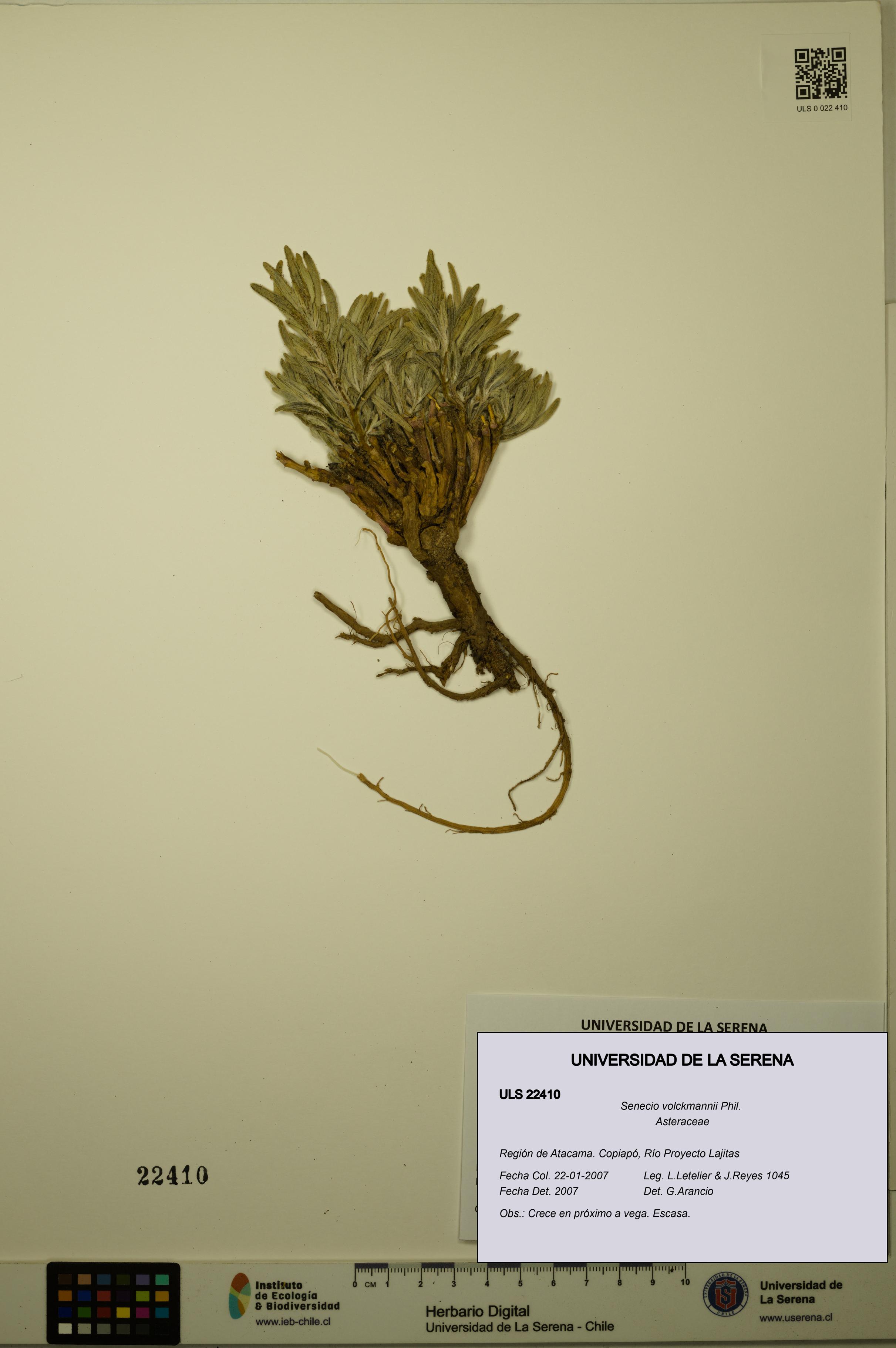 Senecio volckmannii [Espécimen: ULS:ULS:0022410]