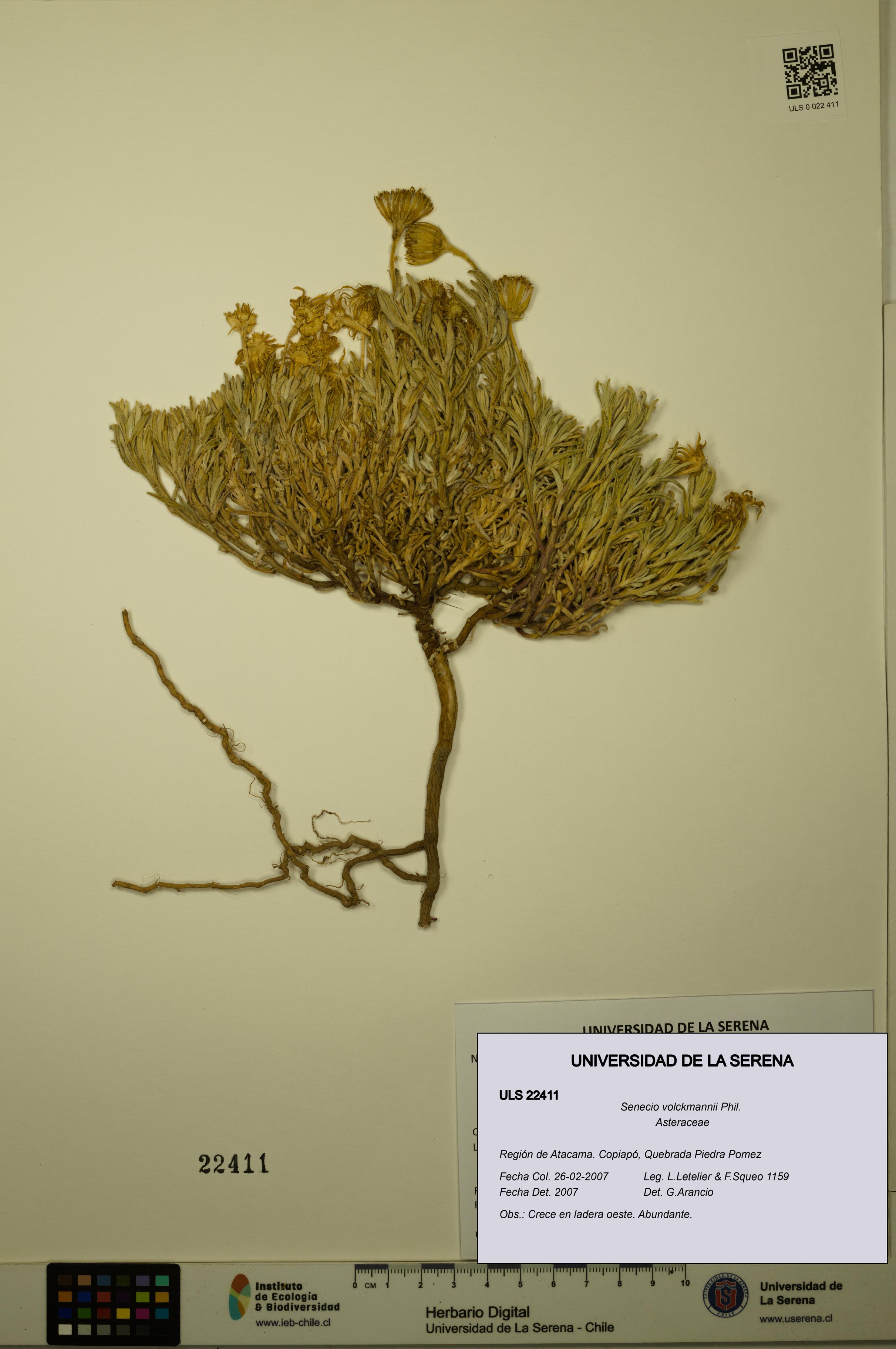 Senecio volckmannii [Espécimen: ULS:ULS:0022411]