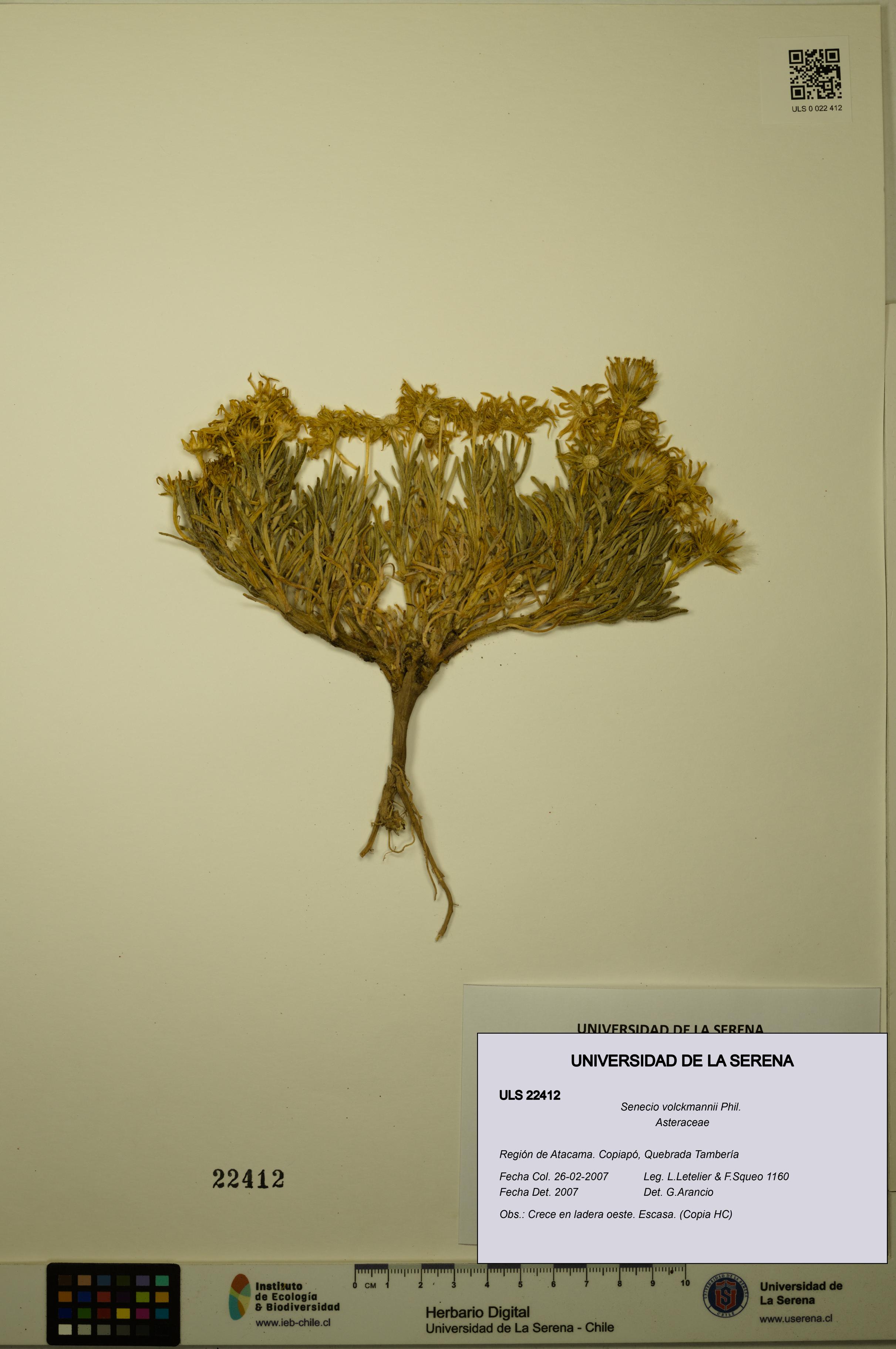 Senecio volckmannii [Espécimen: ULS:ULS:0022412]