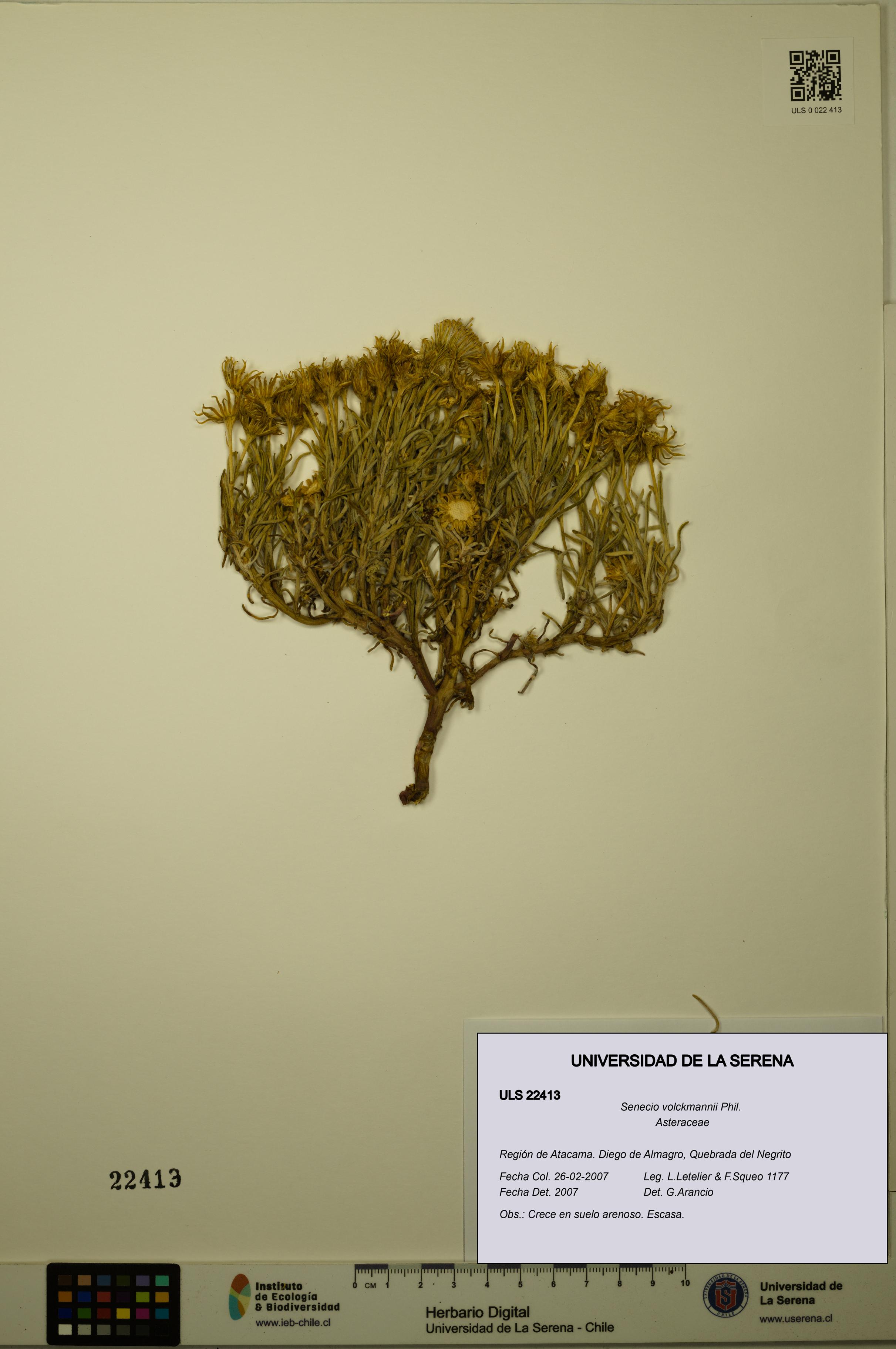 Senecio volckmannii [Espécimen: ULS:ULS:0022413]