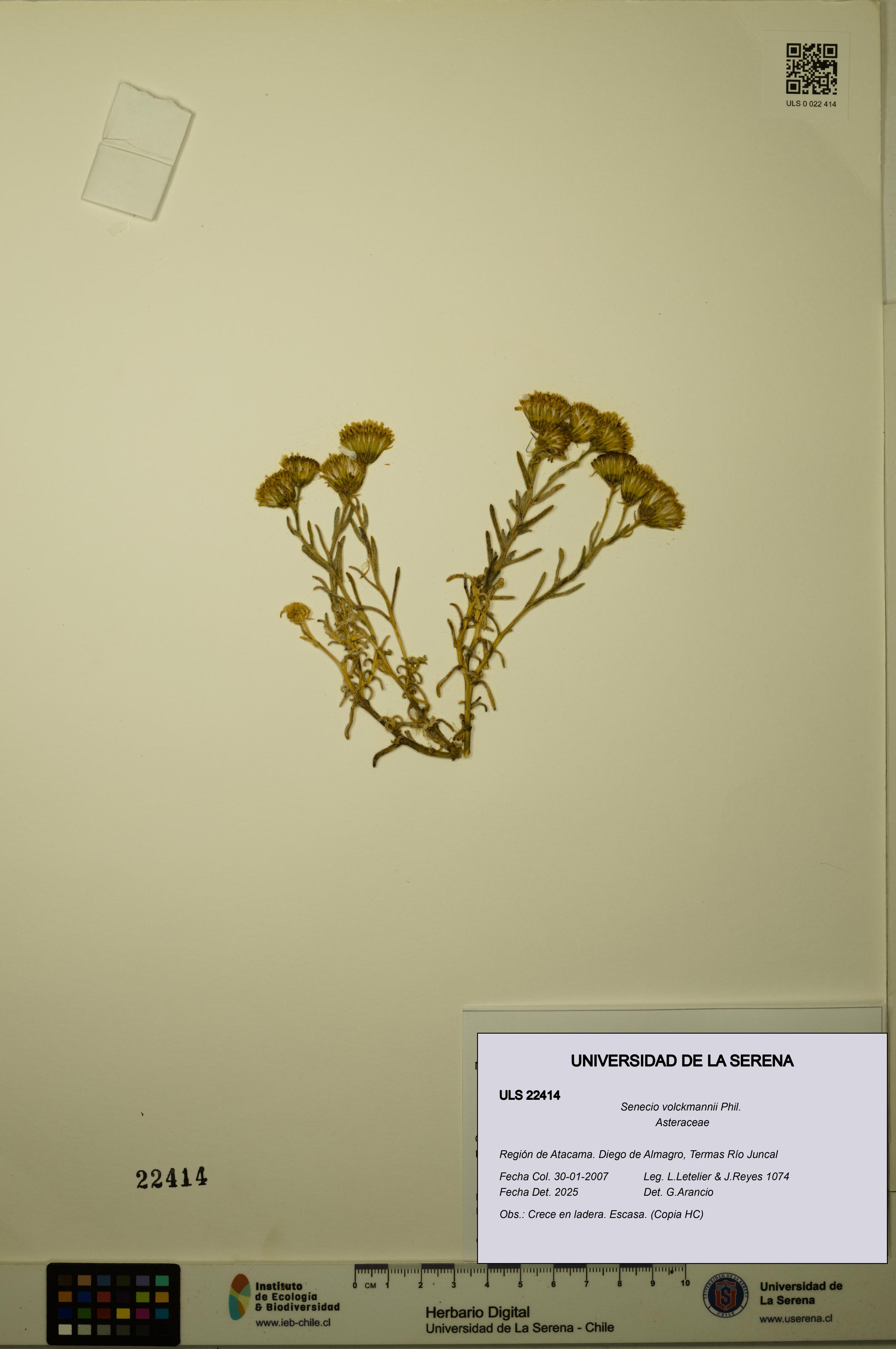 Senecio volckmannii [Espécimen: ULS:ULS:0022414]