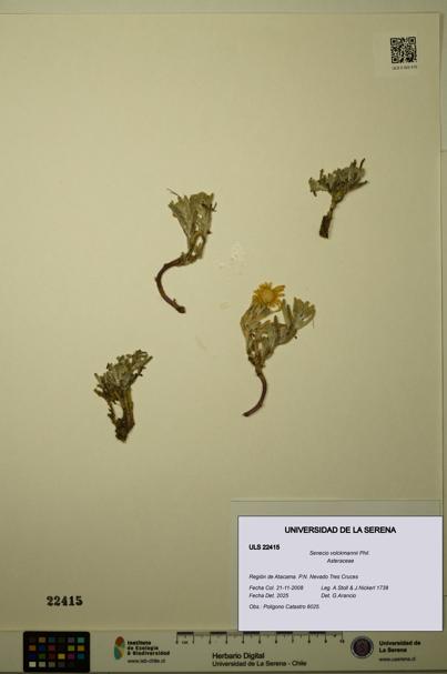 Senecio volckmannii [Espécimen: ULS:ULS:0022415]