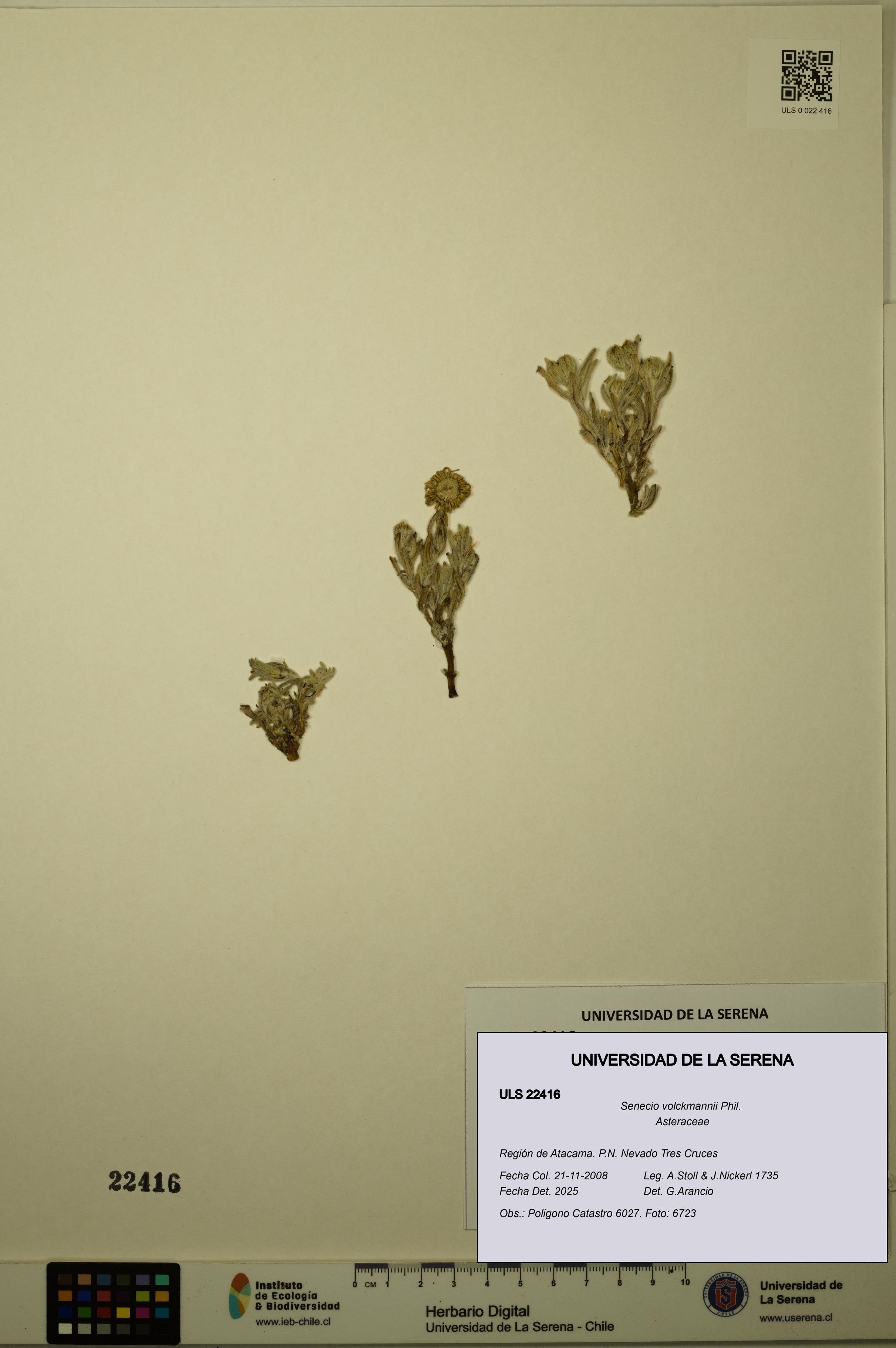 Senecio volckmannii [Espécimen: ULS:ULS:0022416]