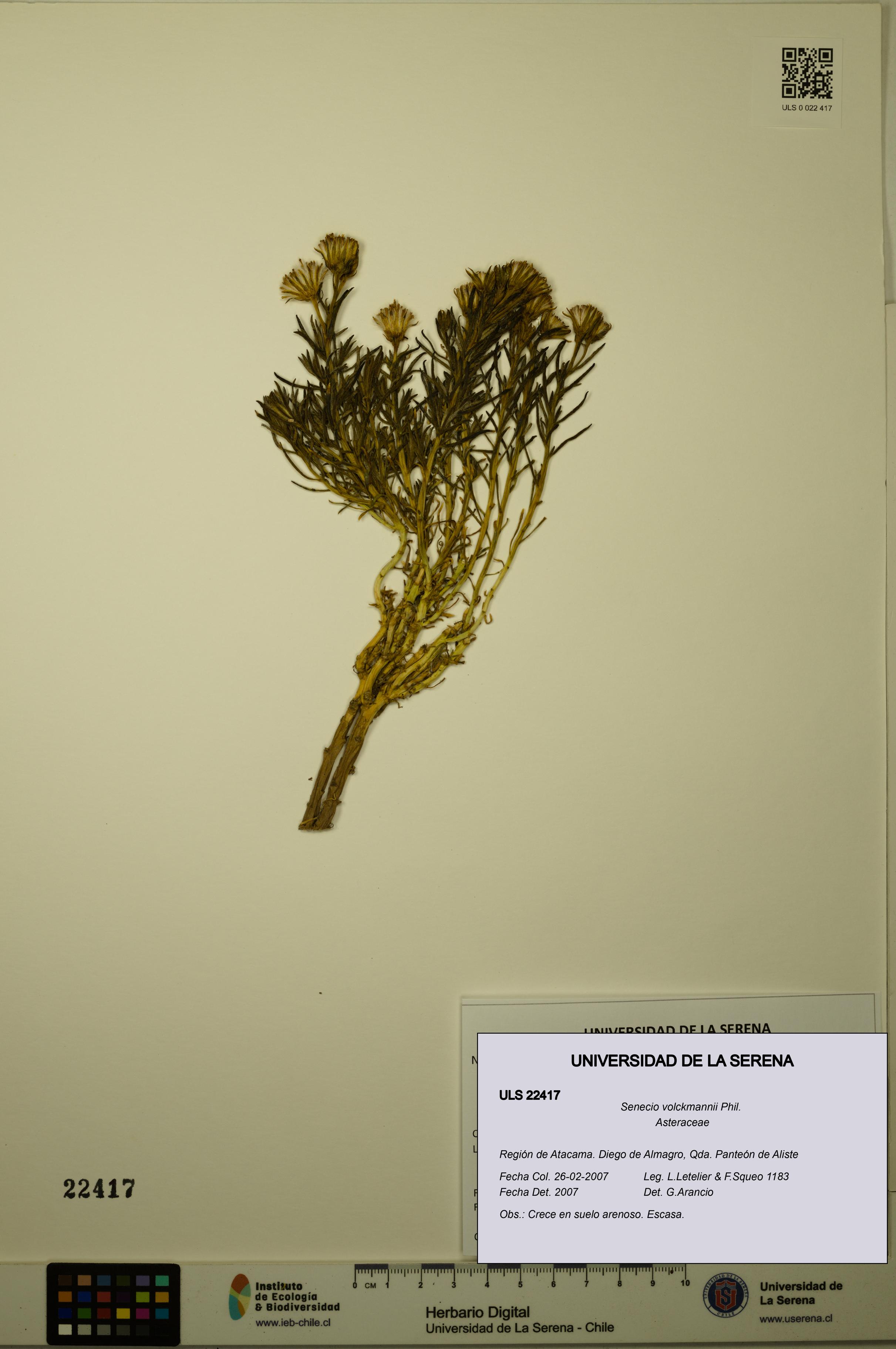 Senecio volckmannii [Espécimen: ULS:ULS:0022417]