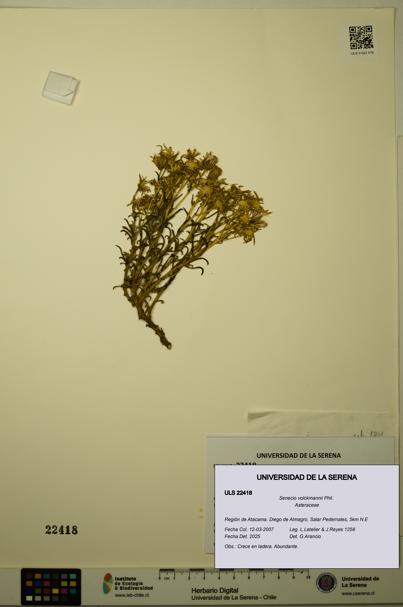 Senecio volckmannii [Espécimen: ULS:ULS:0022418]