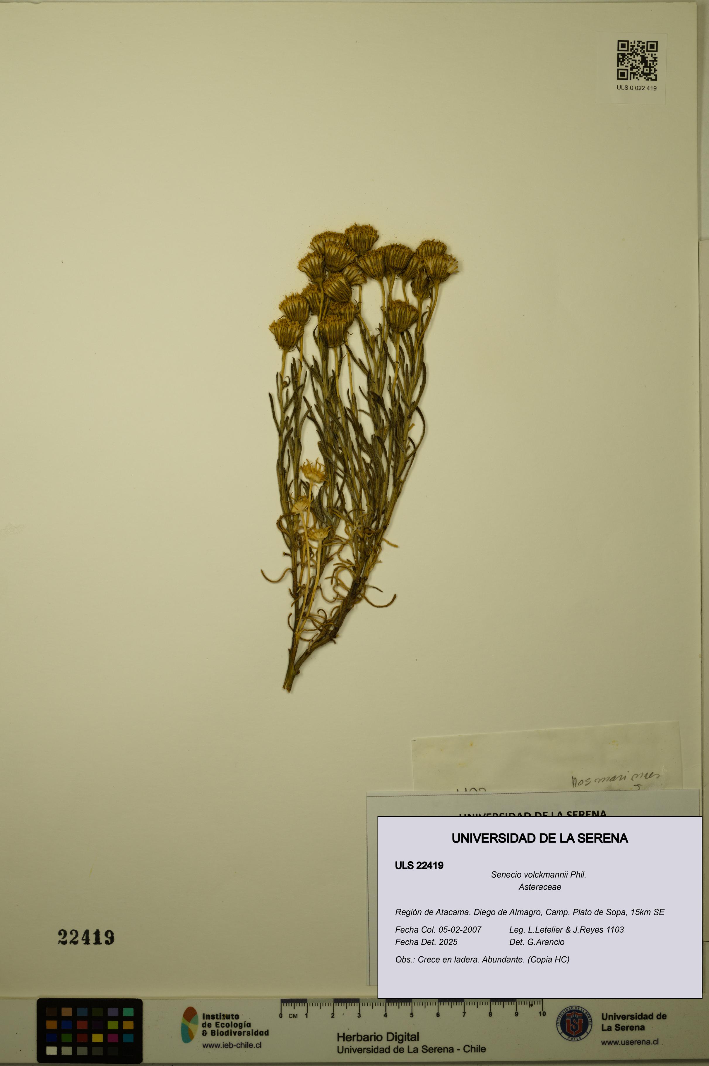 Senecio volckmannii [Espécimen: ULS:ULS:0022419]