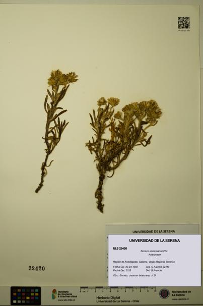 Senecio volckmannii [Espécimen: ULS:ULS:0022420]
