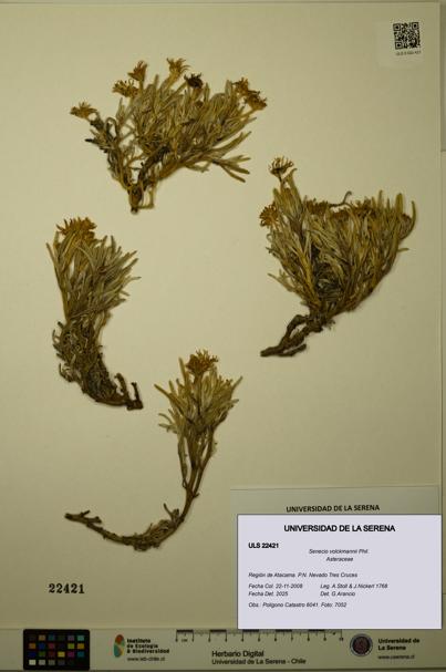 Senecio volckmannii [Espécimen: ULS:ULS:0022421]