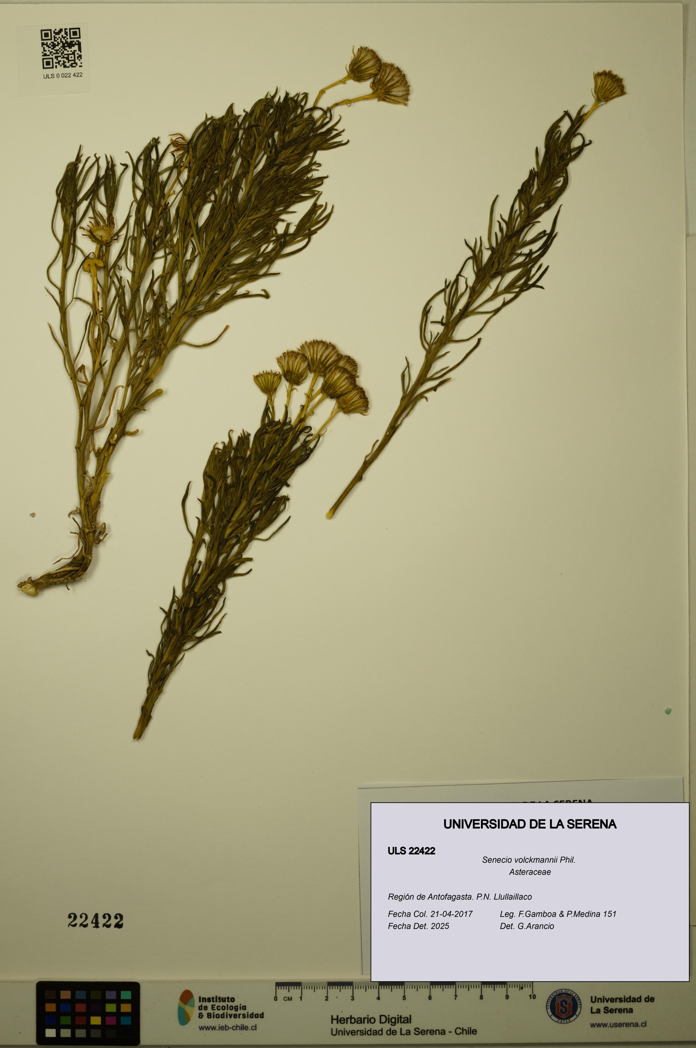 Senecio volckmannii [Espécimen: ULS:ULS:0022422]