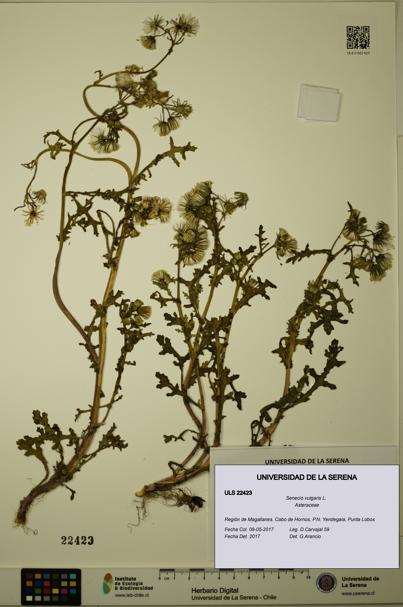 Senecio vulgaris [Espécimen: ULS:ULS:0022423]