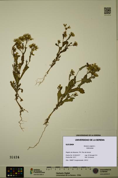Senecio vulgaris [Espécimen: ULS:ULS:0022424]