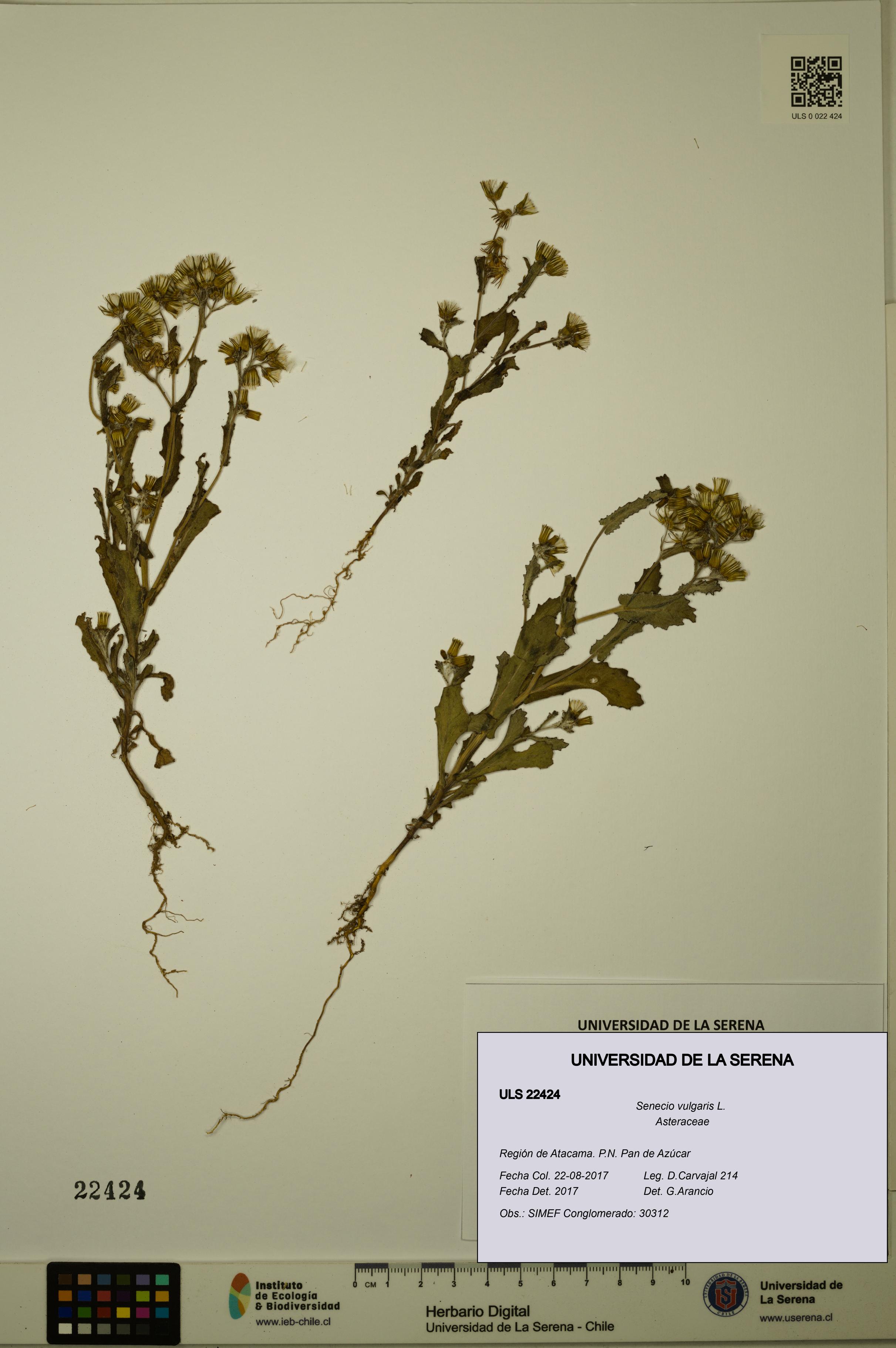 Senecio vulgaris [Espécimen: ULS:ULS:0022424]
